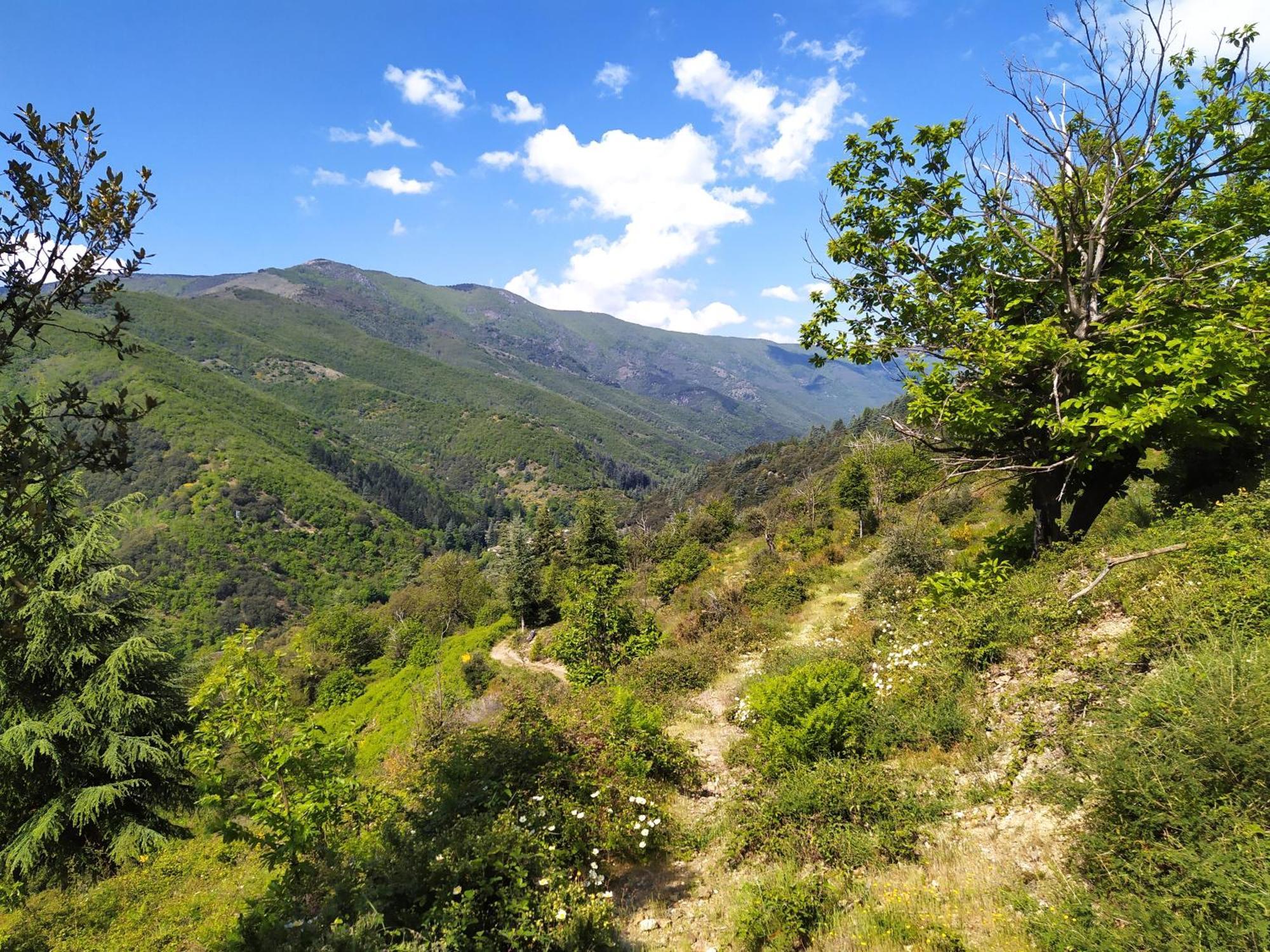 La Grenouille Bed & Breakfast Valleraugue Dış mekan fotoğraf